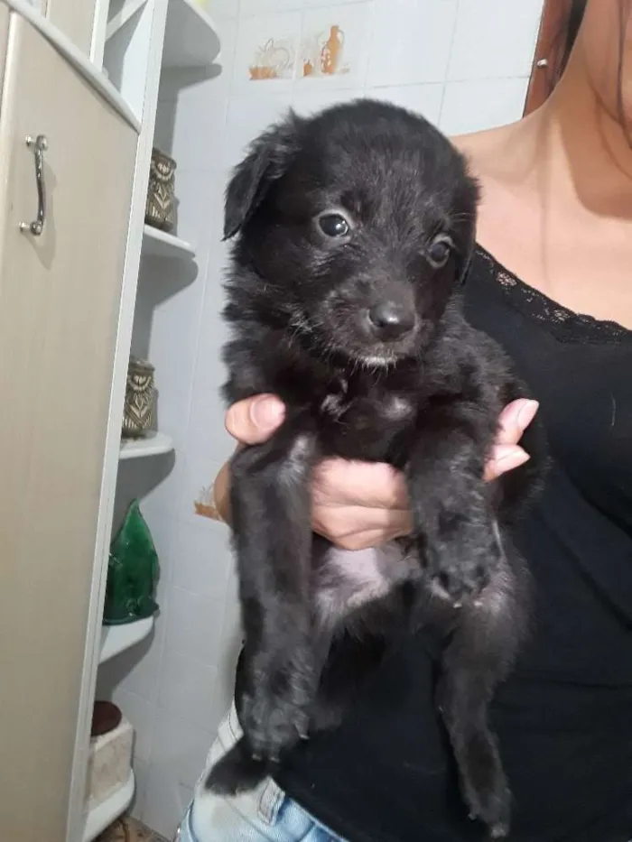Cachorro ra a Vira lata idade Abaixo de 2 meses nome Sem nome