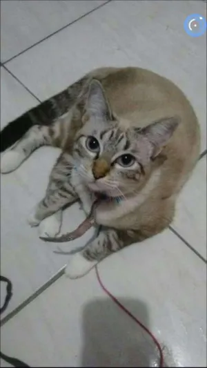 Gato raça Indefinida idade 1 ano nome Mya