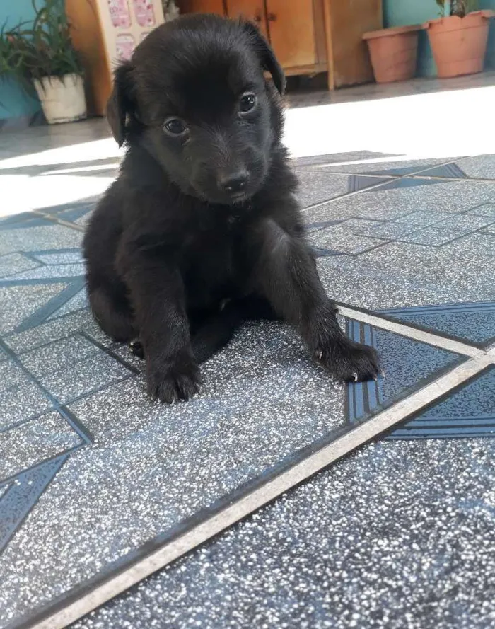 Cachorro ra a Vira lata idade Abaixo de 2 meses nome Sem nome