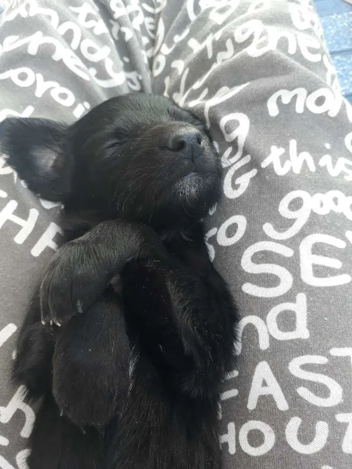 Cachorro ra a Vira lata idade Abaixo de 2 meses nome Sem nome
