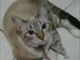 Mya