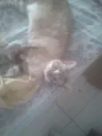 Mya