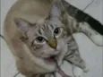 Mya