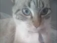 Mya