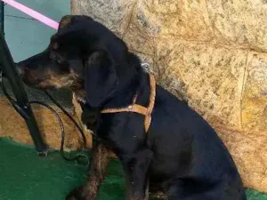 Cachorro raça Indefinida idade 7 a 11 meses nome Não sei