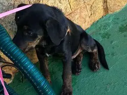 Cachorro ra a Indefinida idade 7 a 11 meses nome Não sei