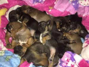 Cachorro raça SRD idade Abaixo de 2 meses nome ninos