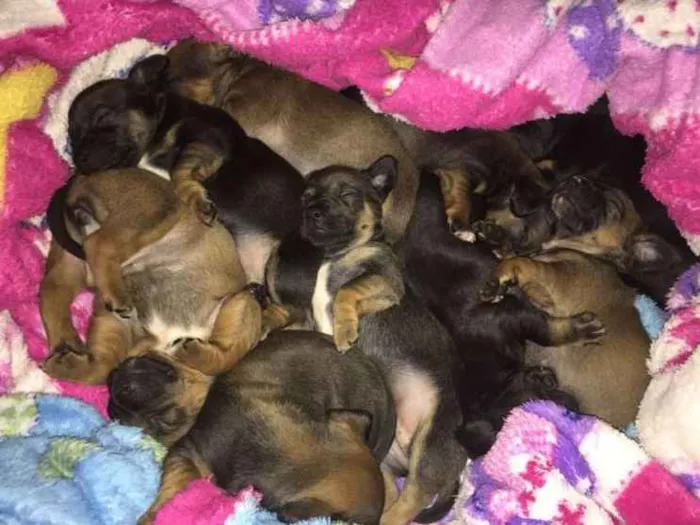 Cachorro ra a SRD idade Abaixo de 2 meses nome ninos