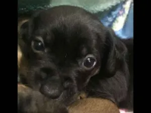 Cachorro raça SRD idade Abaixo de 2 meses nome cusco