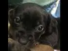 Cachorro raça SRD idade Abaixo de 2 meses nome cusco