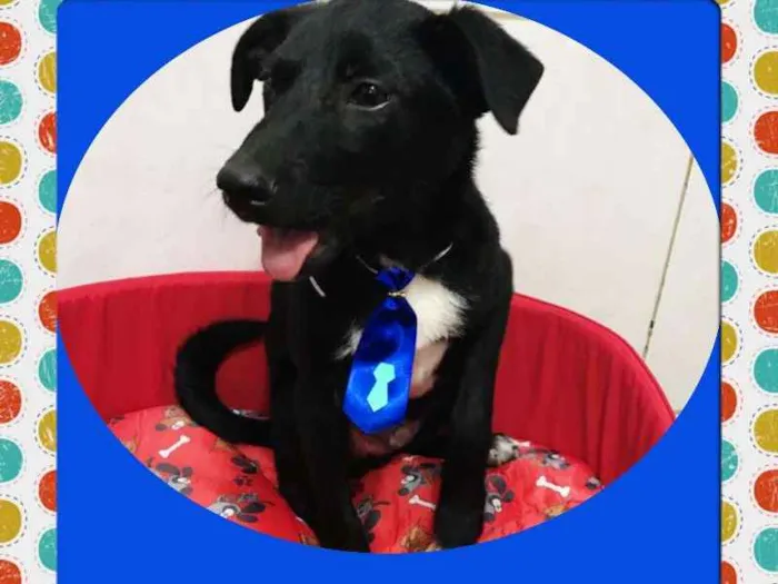 Cachorro ra a SRD idade 7 a 11 meses nome LORD