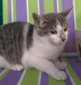 Bel 