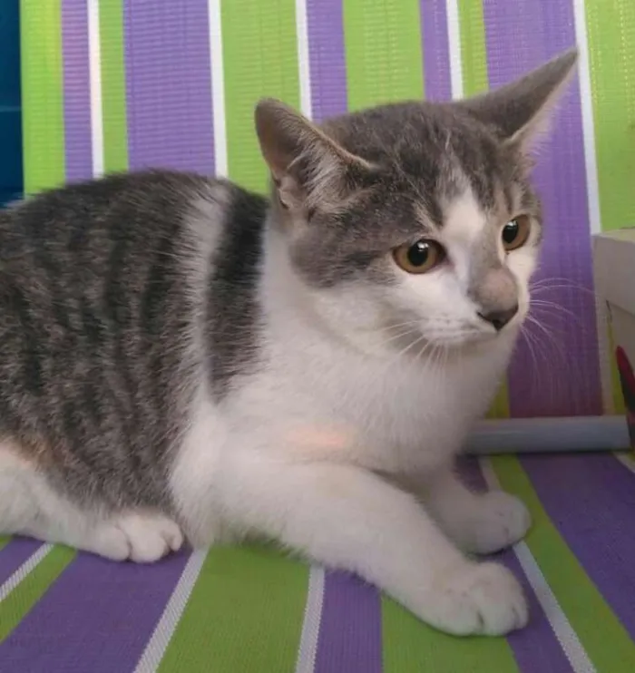 Gato ra a srd idade 2 a 6 meses nome Bel 