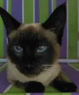 Bela