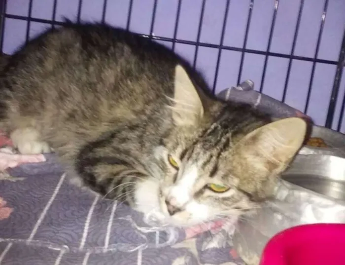 Gato raça srd idade 2 a 6 meses nome Princess