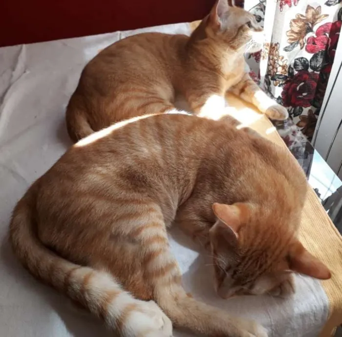 Gato ra a srd idade 7 a 11 meses nome Marchall e Ted