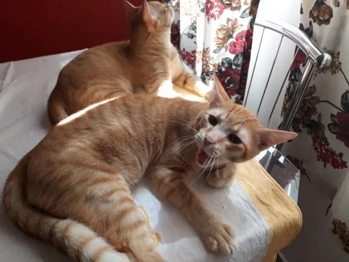 Gato ra a srd idade 7 a 11 meses nome Marchall e Ted