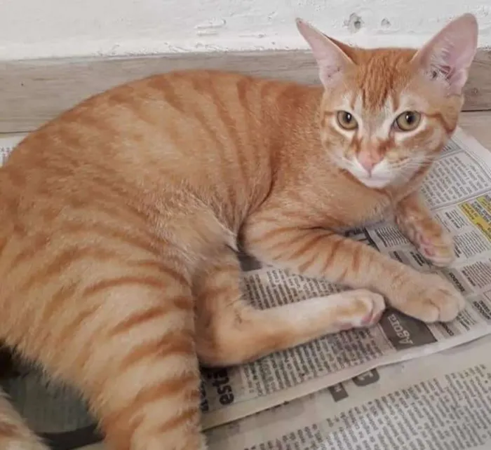 Gato ra a srd idade 7 a 11 meses nome Marchall e Ted