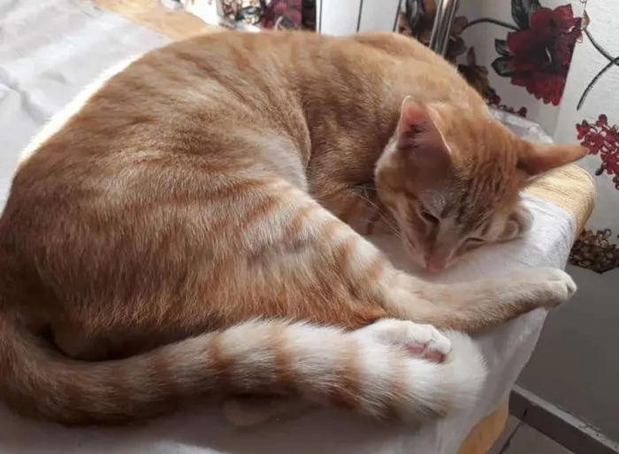 Gato ra a srd idade 7 a 11 meses nome Marchall e Ted