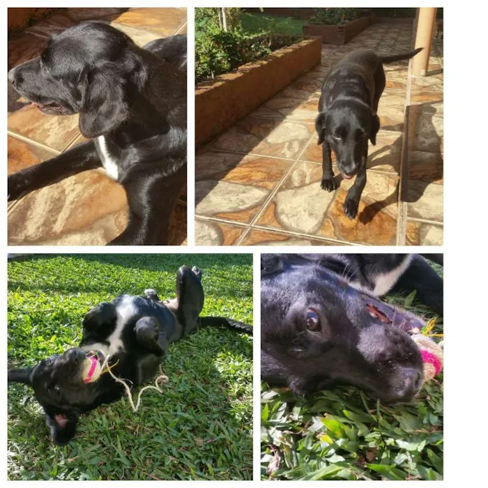 Cachorro ra a SRD idade 3 anos nome Mascote