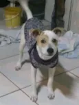 Jojó