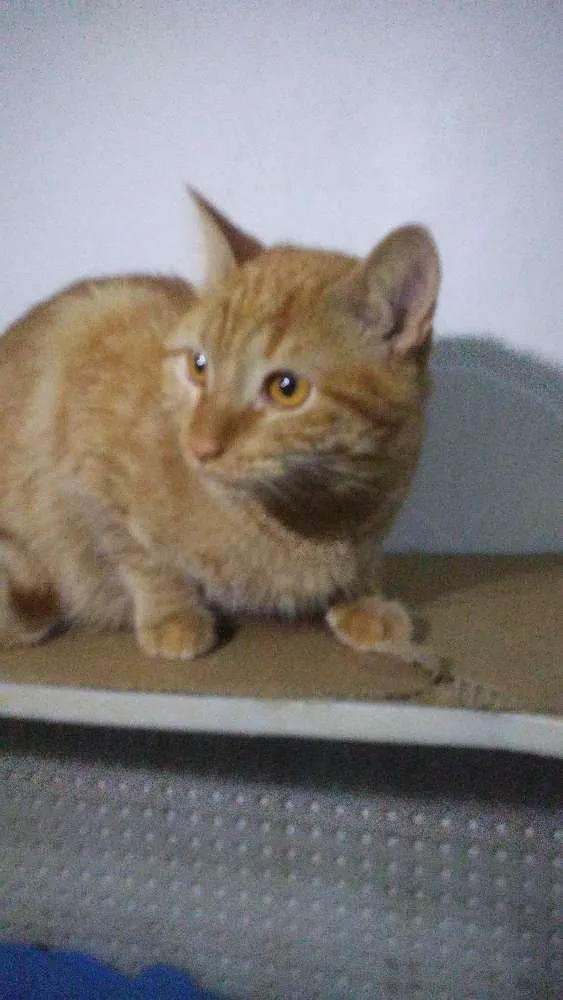 Gato ra a Comum Laranja idade 7 a 11 meses nome Davi (Déivi)