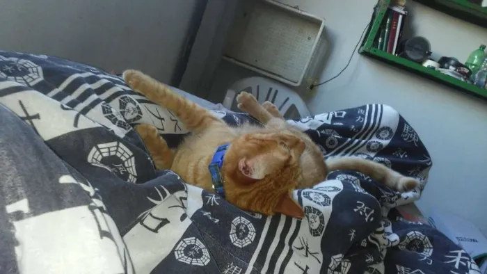 Gato ra a Comum Laranja idade 7 a 11 meses nome Davi (Déivi)