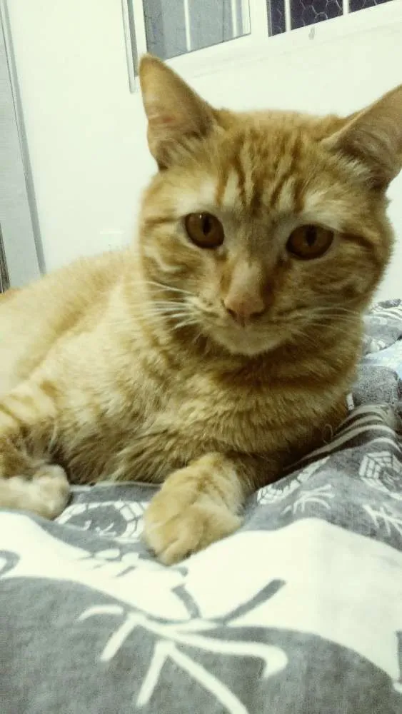 Gato ra a Comum Laranja idade 7 a 11 meses nome Davi (Déivi)