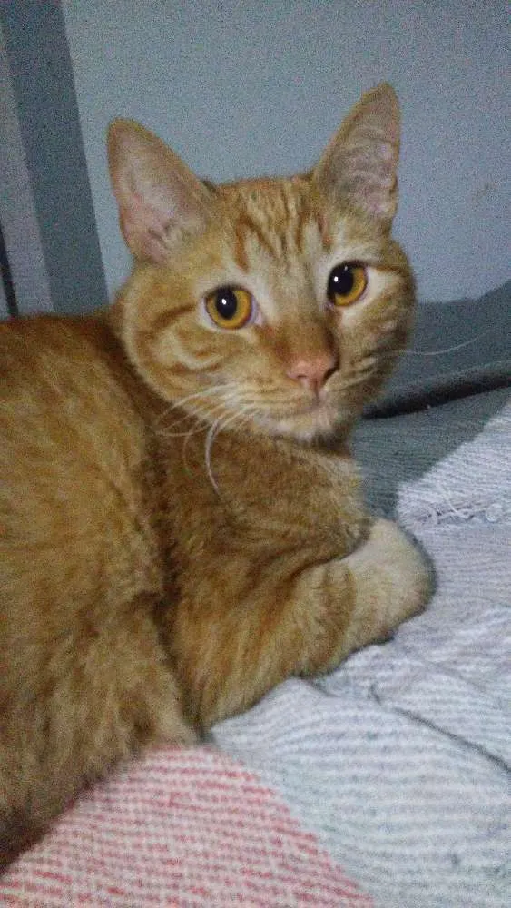 Gato ra a Comum Laranja idade 7 a 11 meses nome Davi (Déivi)