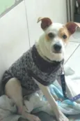 Jojó