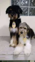 2 irmãos