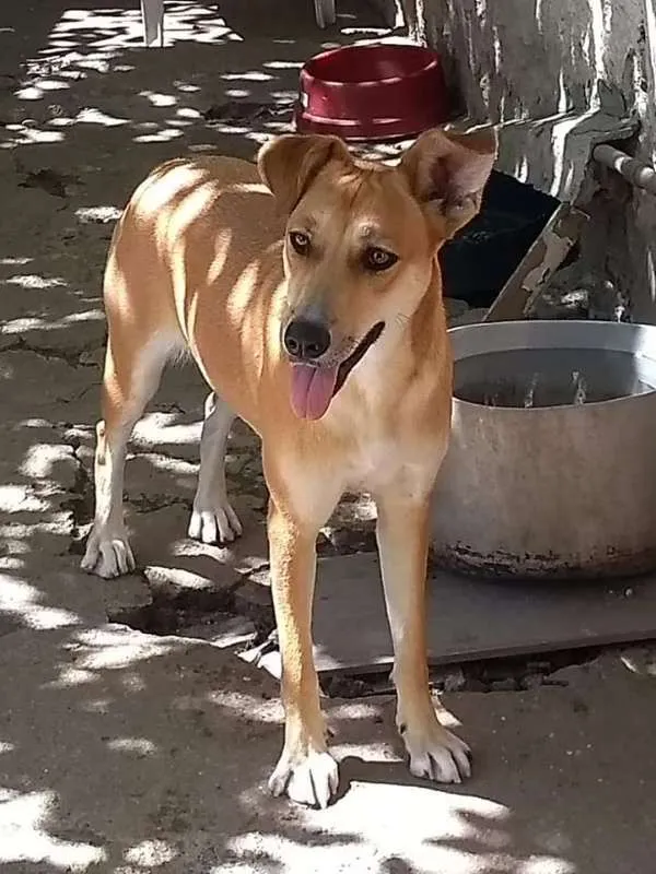 Gato ra a SRD idade 1 ano nome PANDORA