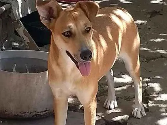Gato ra a SRD idade 1 ano nome PANDORA