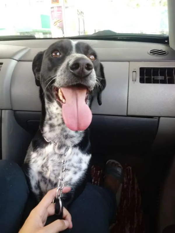 Cachorro ra a SRD idade 2 anos nome Teobaldo Valério