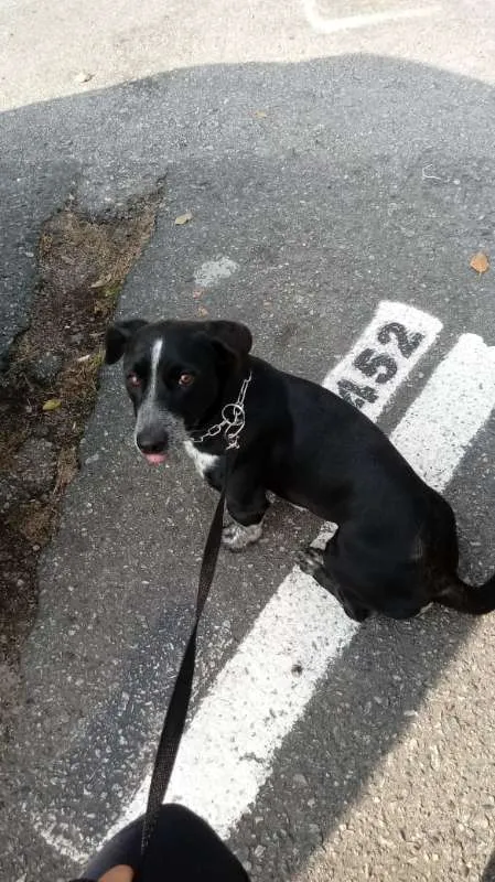 Cachorro ra a SRD idade 2 anos nome Teobaldo Valério