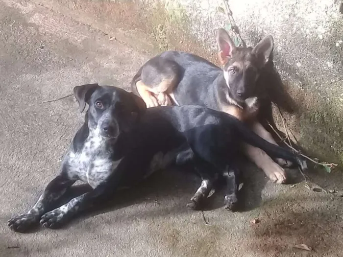Cachorro ra a SRD idade 2 anos nome Teobaldo Valério