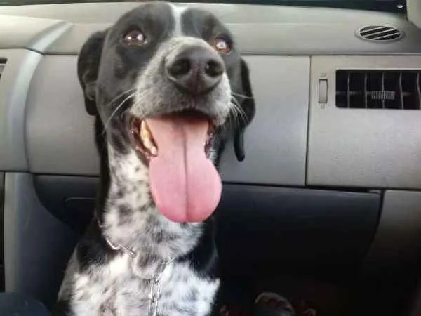 Cachorro ra a SRD idade 2 anos nome Teobaldo Valério