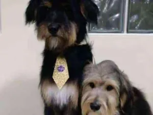 Cachorro raça srd idade  nome 2 irmãos