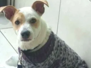 Cachorro raça Indefinida idade 2 a 6 meses nome Jojó