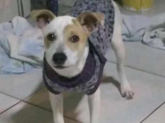 Cachorro ra a Indefinida idade 2 a 6 meses nome Jojó