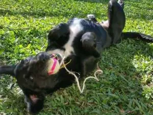 Cachorro raça SRD idade 3 anos nome Mascote