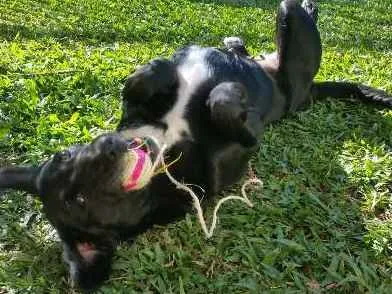 Cachorro ra a SRD idade 3 anos nome Mascote