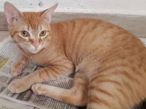 Gato raça srd idade 7 a 11 meses nome Marchall e Ted