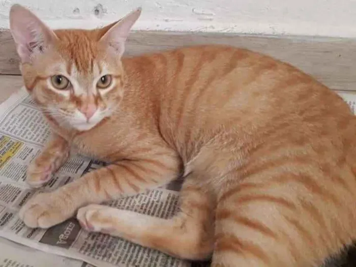 Gato ra a srd idade 7 a 11 meses nome Marchall e Ted