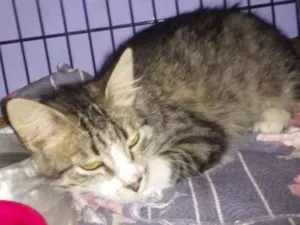 Gato raça srd idade 2 a 6 meses nome Princess