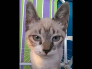 Gato raça srd idade 2 a 6 meses nome Bia
