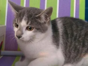 Gato raça srd idade 2 a 6 meses nome Bel 