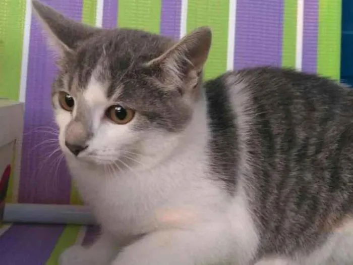 Gato ra a srd idade 2 a 6 meses nome Bel 