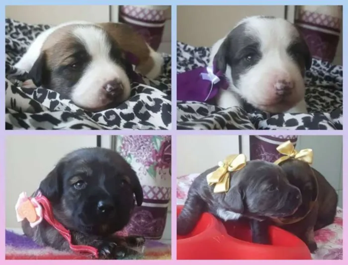 Cachorro ra a SRD idade Abaixo de 2 meses nome Filhotinhos