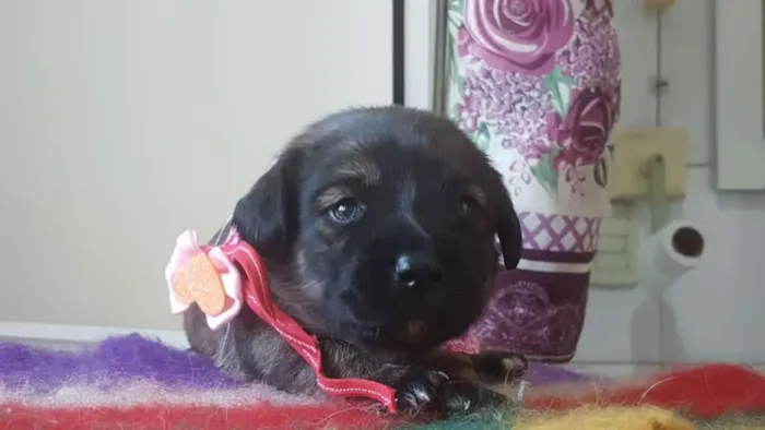 Cachorro ra a SRD idade Abaixo de 2 meses nome Filhotinhos